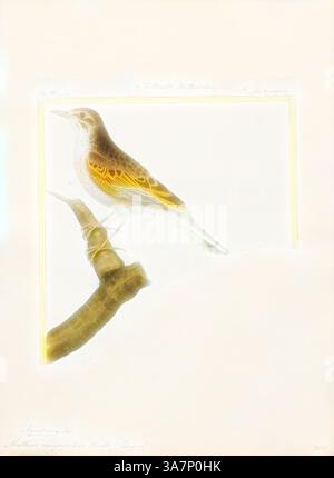 Ein zarter Vogel auf einem Ast, der in subtilen Braun- und Orangetönen gehalten wird, mit komplizierten Details, die seine Merkmale und sein Gefieder hervorheben. Die Komposition fängt die Eleganz der Natur in einem einzigartigen künstlerischen Stil ein. Klassische Kunst mit modernem Touch neu interpretiert von Artotop, Anthus campestris, Print. Die Tawny Pipit (Anthus campestris) ist ein mittelgroßer Passerinvogel, der in weiten Teilen des gemäßigten Europas und Asiens sowie im Nordwesten Afrikas brütet. Es ist ein Migrant, der im Winter ins tropische Afrika und auf den indischen Subkontinent zieht. Der wissenschaftliche Name stammt aus dem Lateinischen. Anthus ist der Name für einen kleinen Vogel Stockfoto