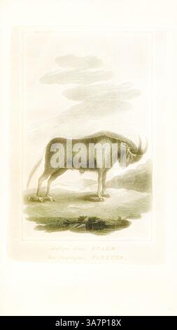 Ein einsamer Stier steht auf einer grasbewachsenen Ebene, dessen kraftvolle Silhouette vor einem Hintergrund sanfter Hügel und eines bewölkten Himmels hervorgehoben wird. Die beeindruckenden Hörner des Tieres krümmen sich anmutig und tragen zu seinem majestätischen Aussehen bei. Unter der Illustration sind die Namen des Künstlers und des Themas elegant eingeschrieben. Klassische Kunst mit modernem Twist neu interpretiert von Artotop, Antilope gnu, Print, dem schwarzen Gnus oder dem Weißschwanzer gnu (Connochaetes gnou) ist eine der beiden eng verwandten Gnus-Arten. Sie gehört zur Gattung Connochaetes und zur Familie Bovidae. Sie wurde erstmals 1780 von Eberha beschrieben Stockfoto