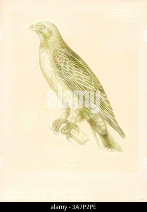 Eine detaillierte Abbildung eines Falken, der mit einem Fuß einen Zweig fasst, zeigt seine komplizierten Federn und seinen scharfen Ausdruck. Das Kunstwerk hebt den scharfen Schnabel und die markanten Merkmale des Vogels hervor und betont seine räuberische Natur., Klassische Kunst mit modernem Twist neu interpretiert von Artotop, Aquila pennatus, Print, der gestillte Adler (Hieraaetus pennatus, auch als Aquila pennata klassifiziert) ist ein mittelgroßer, meist wandernder Raubvogel mit einer breiten Verbreitung in der Palarktis und Südasien, überwintert in den Tropen Afrikas und Asien, mit einer kleinen, abgelegenen Population Stockfoto