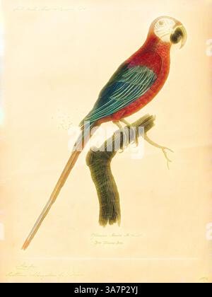 Ein lebendiger Papagei auf einem Ast, mit auffälligen roten und blauen Federn, einem markanten, ausdrucksstarken Gesicht und einem auffälligen langen Schwanz. Die Illustration fängt die komplizierten Details und die natürliche Schönheit des Vogels ein., Klassische Kunst mit einem modernen Twist neu interpretiert von Artotop, Ara chloropterus, Print, der rot-grüne Ara (Ara chloropterus), auch bekannt als der grün-geflügelte Ara, ist ein großer, meist roter Ara der Gattung Ara., 1842-1855 Stockfoto