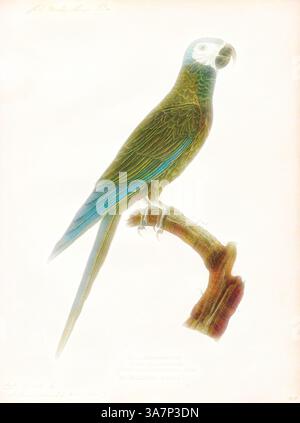 Ein lebendiger Papagei thront elegant auf einem Zweig und zeigt sein kompliziertes Gefieder mit einer Mischung aus grünen und blauen Tönen, was die Schönheit seiner Federn und die Anmut seiner Haltung unterstreicht., Klassische Kunst mit einer modernen Note neu interpretiert von Artotop, Ara manilata, Print, der Rotbaucharas (Orthopsittaca manilatus), auch bekannt als Guacamaya Manilata, ist eine mittelgroße Gruppe von Südamerikanischen Papageien. Es ist der größte der sogenannten Mini-Aras. Der Bauch hat eine große kastanienbraune Fläche, die der Art ihren Namen gibt., 184 Stockfoto