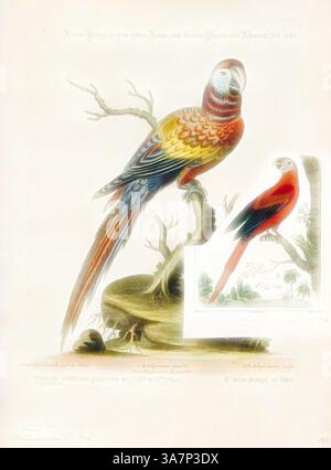 Eine lebendige Darstellung von zwei exotischen Papageien auf einem Ast, die ihr raffiniertes Gefieder und ihre komplizierten Details präsentieren, umgeben von üppigen natürlichen Elementen. Die Szene betont die Schönheit und Vielfalt des Vogellebens., Klassische Kunst mit modernem Touch neu interpretiert von Artotop, Ara macao, Print, ist der scharlachrote Ara (Ara macao) ein großer roter, gelber und blauer Mittel- und Südamerikanischer Papageien, ein Mitglied einer großen Gruppe neotropischer Papageien, genannt Aras. Sie ist in feuchten immergrünen Wäldern in den tropischen Mittel- und Südamerika beheimatet. Das Gebirge erstreckt sich vom Südosten Mexikos bis zum peruanischen Amazo Stockfoto