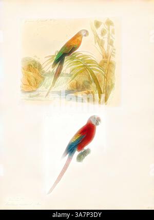 Zwei wunderschön illustrierte Papageien zieren die Seite und zeigen ihr lebendiges Gefieder. Der oberste Papagei thront anmutig zwischen üppigem Grün in der Nähe eines fließenden Wasserweges, während der untere Papagei allein steht und die komplizierten Details seiner Federn hervorhebt. Beide Illustrationen zeigen den exotischen Charme und die farbenfrohe Schönheit dieser Vogelarten. Klassische Kunst mit modernem Touch neu interpretiert von Artotop, Ara macao, Print. Der scharlachrote Ara (Ara macao) ist ein großer roter, gelber und blauer Zentral- und Südamerikanischer Papageien, ein Mitglied einer großen Gruppe neotropischer Papageien, genannt Aras. Es ist heimisch in Feuchte jemals Stockfoto