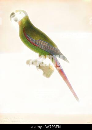 Ein lebendiger Papagei auf einem Ast, der eine Mischung aus grünen und farbenfrohen Federmustern zeigt, mit komplizierten Details, die seine natürliche Schönheit betonen. Klassische Kunst mit modernem Touch, neu interpretiert von Artotop, Ara severus, Print, dem Ara mit Kastanienfront oder dem Ara severus ist einer der größten Miniaras. Er erreicht eine Größe von etwa 45 cm, davon etwa die Hälfte der Länge des Schwanzes., 1842-1855 Stockfoto