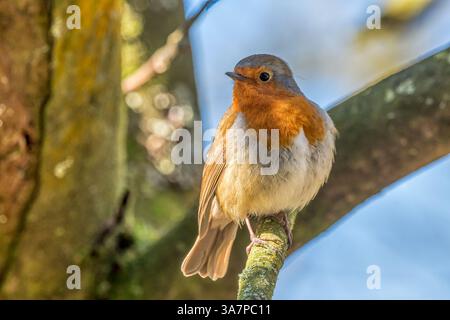 Robin, Erithacus rubecula, der auf einem Zweig in Norfolk sitzt. Stockfoto