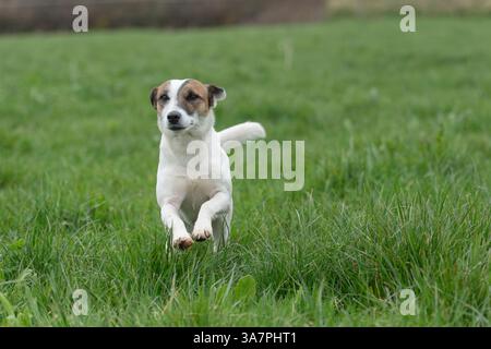 jack russell Terrierhund läuft durch Gras Stockfoto