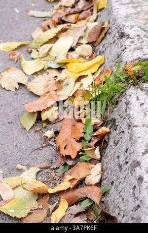 Eine Herbstszene mit gefallenen Blättern am Straßenrand aus nächster Nähe Stockfoto