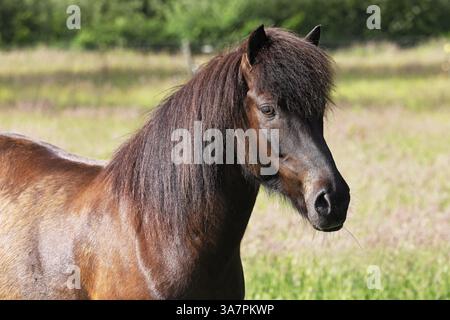 Islandpferd (Equus islandicus), Wallach, Schleswig-Holstein, Deutschland, Europa Stockfoto