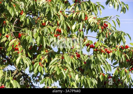 Rote reife Süßkirschen (prunus) hängen am Baum, Sachsen, Deutschland, Europa Stockfoto