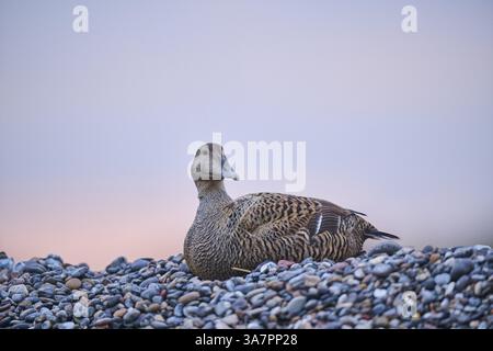 Gewöhnliches Eiderweibchen (Somateria mollissima) am Strand bei Sonnenuntergang, Duene, Helgoland, Schleswig-Holstein, Deutschland, Europa Stockfoto