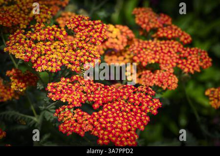 Achillea Walther Funcke (Schafgarbe), die eine geschäftige Honigbiene (APIs mellifera) anlockt, Nahaufnahme - englisches Landgartenbeet, West Yorkshire, England, Großbritannien. Stockfoto