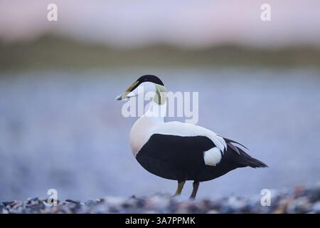 Gemeiner Eider (Somateria mollissima) männlich am Strand bei Sonnenuntergang, Duene, Helgoland, Schleswig-Holstein, Deutschland, Europa Stockfoto