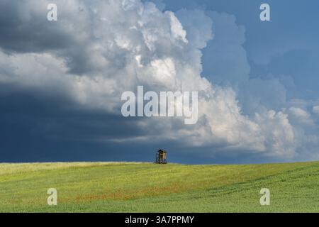 Einsamer hoher Sitz auf Feldern mit Hafer, Weizen und Mohn vor einem dramatischen Himmel mit Gewitterwolken, Dorf Brodowin, Barnim, Brandenburg, Deutsch Stockfoto