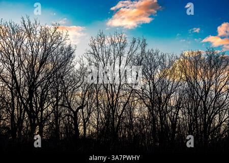 Golden Hour Glow: Sonnenuntergang durch die Bäume vor einem blauen Himmel Stockfoto