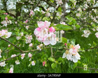 Rosafarbene Apfelblüte aus der Nähe und im Weitwinkel. Hinter dem Apfelbaum sichtbar. Stockfoto