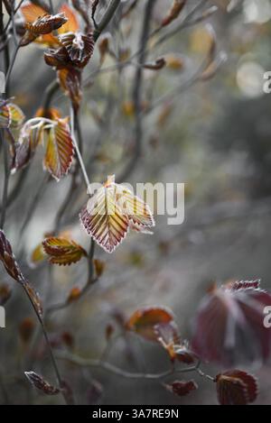 Naturhintergrund. Zweige mit jungen Hainbuche (Carpinus) Blätter im frühen Frühjahr. Nahaufnahme junger Baumblätter in Herbsttönen. Geringe Tiefe des FIE Stockfoto