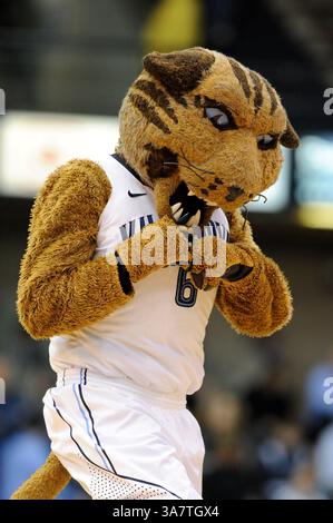 November 2012 - Villanova, Pennsylvania, USA - das Villanova Maskottchen während der Ankündigung vor dem Spiel. In einem Spiel, das im Paviilion Villanova gespielt wird. Pennsylvania Villanova führt Columbia mit einer Punktzahl von 26-22. (Bild: © Michael McAtee/ZUMAPRESS.com) Stockfoto
