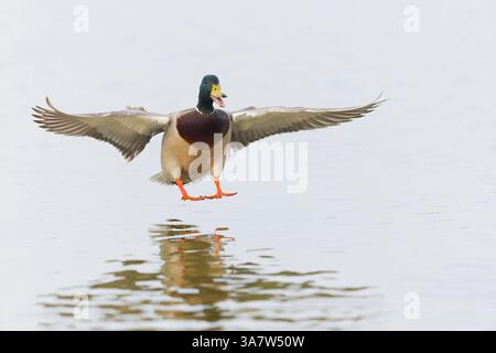 Stocktier Anas platyrhynchos, Erwachsene männliche Fliegen, kurz vor der Landung auf dem Wasser, RSPB Minsmere Naturschutzgebiet, Suffolk, England, März Stockfoto