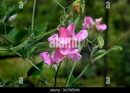 Rosa Blumen Sweet pea wächst im Garten. Lathyrus Stockfoto