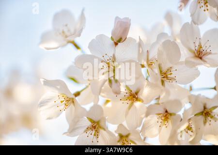 WASHINGTON DC – Yoshino-Kirschblüten (Prunus x yedoensis) werden aus nächster Nähe gesehen. Diese blühenden Bäume, erkennbar an ihren blassrosa bis weißen fünfblättrigen Blüten, wurden 1912 von Japan den Vereinigten Staaten geschenkt und stehen im Mittelpunkt des jährlichen National Cherry Blossom Festival entlang des Tidal Basin. Stockfoto