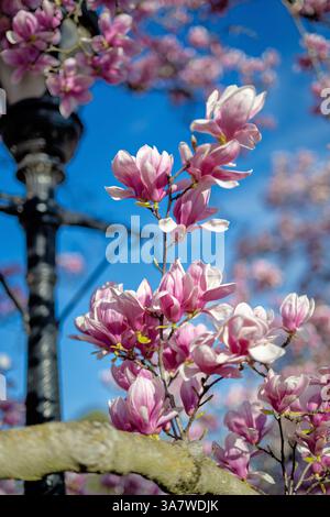 WASHINGTON DC – Saucer Magnolien (Magnolia x soulangeana) blühen im Enid A. Haupt Garden, der sich auf der Südseite des Smithsonian Castle in der National Mall befindet. Dieser 4,2 Hektar große formelle Garten, benannt nach seinem Wohltäter, wurde 1987 als Teil des Smithsonian-Viereckkomplexes geweiht. Die markanten rosa-weißen Blüten der Magnolien gehören zu den frühesten Frühjahrsblüten in Washington DC, die typischerweise im März blühen, bevor viele Bäume ausgelaubt sind. Stockfoto
