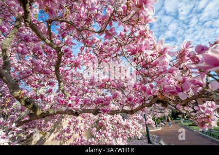 WASHINGTON DC – Saucer Magnolien (Magnolia x soulangeana) blühen im Enid A. Haupt Garden, der sich auf der Südseite des Smithsonian Castle in der National Mall befindet. Dieser 4,2 Hektar große formelle Garten, benannt nach seinem Wohltäter, wurde 1987 als Teil des Smithsonian-Viereckkomplexes geweiht. Die markanten rosa-weißen Blüten der Magnolien gehören zu den frühesten Frühjahrsblüten in Washington DC, die typischerweise im März blühen, bevor viele Bäume ausgelaubt sind. Stockfoto