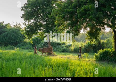 Foto in voller Länge mit Kopierraum von zwei indischen Frauen, die auf dem grünen Feld arbeiten und eine Kuh hüten Stockfoto