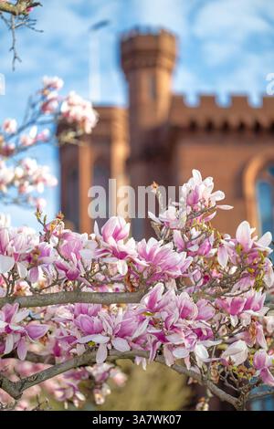 WASHINGTON DC – Saucer Magnolien (Magnolia x soulangeana) blühen im Enid A. Haupt Garden, der sich auf der Südseite des Smithsonian Castle in der National Mall befindet. Dieser 4,2 Hektar große formelle Garten, benannt nach seinem Wohltäter, wurde 1987 als Teil des Smithsonian-Viereckkomplexes geweiht. Die markanten rosa-weißen Blüten der Magnolien gehören zu den frühesten Frühjahrsblüten in Washington DC, die typischerweise im März blühen, bevor viele Bäume ausgelaubt sind. Stockfoto