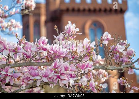 WASHINGTON DC – Saucer Magnolien (Magnolia x soulangeana) blühen im Enid A. Haupt Garden, der sich auf der Südseite des Smithsonian Castle in der National Mall befindet. Dieser 4,2 Hektar große formelle Garten, benannt nach seinem Wohltäter, wurde 1987 als Teil des Smithsonian-Viereckkomplexes geweiht. Die markanten rosa-weißen Blüten der Magnolien gehören zu den frühesten Frühjahrsblüten in Washington DC, die typischerweise im März blühen, bevor viele Bäume ausgelaubt sind. Stockfoto