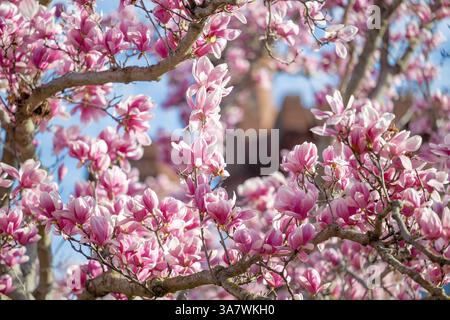 WASHINGTON DC – Saucer Magnolien (Magnolia x soulangeana) blühen im Enid A. Haupt Garden, der sich auf der Südseite des Smithsonian Castle in der National Mall befindet. Dieser 4,2 Hektar große formelle Garten, benannt nach seinem Wohltäter, wurde 1987 als Teil des Smithsonian-Viereckkomplexes geweiht. Die markanten rosa-weißen Blüten der Magnolien gehören zu den frühesten Frühjahrsblüten in Washington DC, die typischerweise im März blühen, bevor viele Bäume ausgelaubt sind. Stockfoto
