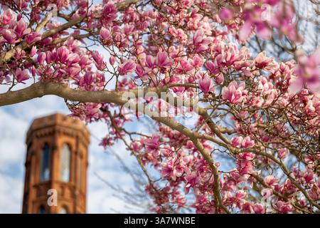 WASHINGTON DC – blühende Untertassen-Magnolien (Magnolia x soulangeana) umrahmen einen der markanten Türme des Smithsonian Castle aus Sicht des Enid A. Haupt Garden. Der 4,2 Hektar große Garten im viktorianischen Stil ist Teil des Smithsonian Complex an der National Mall und wurde 1987 entworfen, um die umliegenden Museen und historischen Gebäude zu ergänzen. Das Smithsonian Castle aus rotem Sandstein, das vom Architekten James Renwick Jr. im Stil des Gothic Revival entworfen wurde, dient als Hauptquartier und Besucherzentrum der Institution. Stockfoto