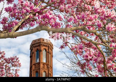 WASHINGTON DC – blühende Untertassen-Magnolien (Magnolia x soulangeana) umrahmen einen der markanten Türme des Smithsonian Castle aus Sicht des Enid A. Haupt Garden. Der 4,2 Hektar große Garten im viktorianischen Stil ist Teil des Smithsonian Complex an der National Mall und wurde 1987 entworfen, um die umliegenden Museen und historischen Gebäude zu ergänzen. Das Smithsonian Castle aus rotem Sandstein, das vom Architekten James Renwick Jr. im Stil des Gothic Revival entworfen wurde, dient als Hauptquartier und Besucherzentrum der Institution. Stockfoto