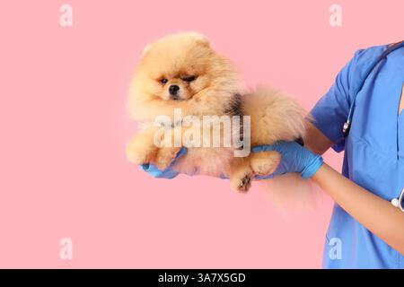 Tierarzt mit Pommerschen Hund im Genesungsanzug nach Sterilisation auf rosa Hintergrund, Nahaufnahme Stockfoto