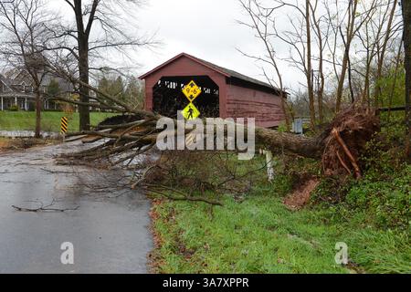 30. OKTOBER 2012: Ein gefallener Baum blockiert eine überdachte Brücke an der Utica Road nördlich von Frederick, MD, nach einer verheerenden Nacht mit starkem Wind und starkem Regen während des Besuchs von Hurrikan Sandy in Frederick County. (Bild: © John Middlebrook/Cal Sport Media/ZUMAPRESS.com) Stockfoto