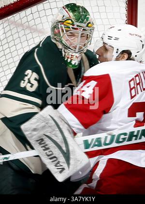 17. Februar 2013: St. Paul, MN, USA – Damien Brunner (24) der Detroit Red Wings trifft in der zweiten Phase im Xcel Energy Center in St. Paul, Minnesota, am Sonntag, 17. Februar 2013 auf den Minnesota Wild Torwart Darcy Kuemper (35). Die Wild besiegten die Red Wings mit 3:2. (Kreditbild: © Carlos Gonzalez/MCT/ZUMAPRESS.com) Stockfoto