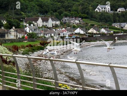 19. August 2011 – Causeway Coast, Nordirland, Großbritannien – entlang der Causeway Coastal Route, einer 120 km langen Straße, die von Belfast nach Londonderry (Derry) führt. (Bild: © Deirdre Hamill/ZUMAPRESS.com) Stockfoto