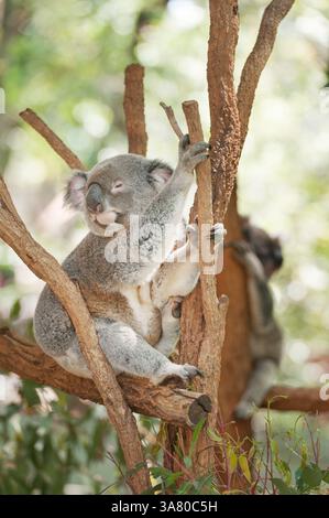Koala sitzt auf Eukalyptus-Baumzweig, Brisbane, Queensland, Australien Stockfoto