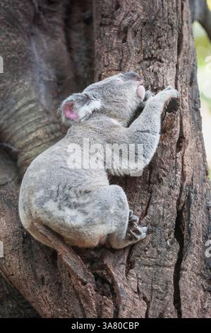 Koala (Phascolarctos Cinereous) ruht auf einem Baum, Brisbane, Queensland, Australien Stockfoto