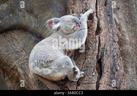 Koala (Phascolarctos Cinereous) ruht auf einem Baum, Brisbane, Queensland, Australien Stockfoto