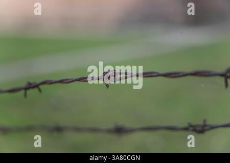 Auschwitz, Polen- 16. Juli 2023: Stacheldrahtzaun im KZ-Museum Auschwitz Stockfoto