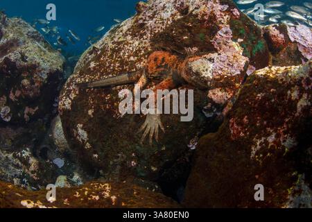 Dieser Meeresiguana, Amblyrhynchus cristatus, wurde fotografiert, als er nach einem Fleck Algen zum Fressen auf den Santa Fe Inseln, Galapagos Inseln, Equador, durchsickerte. Stockfoto