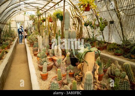 Ein Gewächshaus verschiedener Kakteen und Sukkulenten. Wüstenpflanzenanbau. Grünflächen im botanischen Garten. Stockfoto