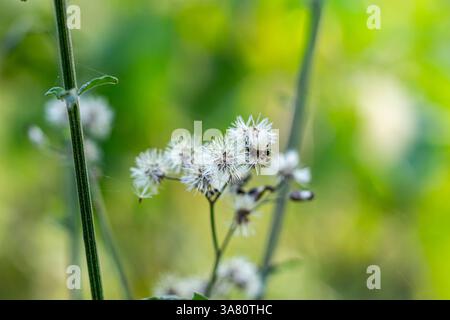 Jack in the Bush Chromolaena odorata, bekannt unter verschiedenen Namen wie Bitterbusch, Weihnachtsbusch, enthält Alpha-Pinen, das hilft, Infektionen zu beseitigen Stockfoto
