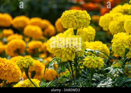 Die Ringelblume Tagetes spp Französische Marigold Tagetes patula kleine, buschige Pflanzen mit kompakten Blüten. Signet Marigold Tagetes tenuifolia delikat Stockfoto