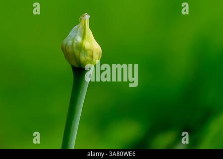 Die Zwiebelblüte Allium cepa ist die Blütenstruktur der Zwiebelpflanze. Sie spielt eine entscheidende Rolle bei der Saatgutproduktion und der Pflanzenvermehrung Stockfoto