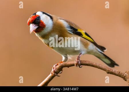 Europäischer Goldfink aus nächster Nähe. Europäischer Goldfink oder einfach nur der Goldfink, Carduelis carduelis, ist ein kleiner Passerinvogel. Stockfoto