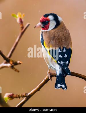 Europäischer Goldfink aus nächster Nähe. Europäischer Goldfink oder einfach nur der Goldfink, Carduelis carduelis, ist ein kleiner Passerinvogel. Stockfoto