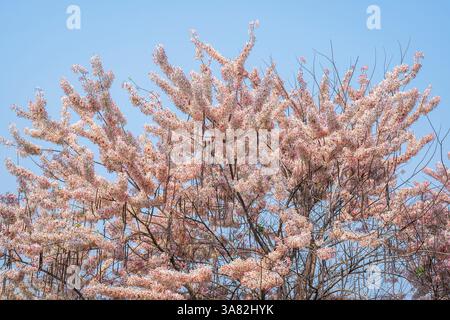 Malerische Aussicht auf tropische Cassia javanica Baum blüht im Sommer mit zarten rosa und weißen Blumen isoliert auf blauem Himmel Hintergrund Stockfoto