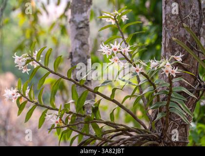 Gartenblick auf die epiphytischen Orchideenarten dendrobium draconis mit zarten weißen und orangen Blumen, die draußen auf natürlichem Hintergrund blühen Stockfoto