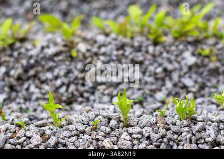 Salat, der durch Hydrokultur in einem Garten auf Boracay Island, Philippinen, angebaut wird und nachhaltige Anbaumethoden auf einer tropischen Insel präsentiert Stockfoto